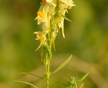 Datei:Linaria vulgaris - harilik käokannus Valingu.jpg